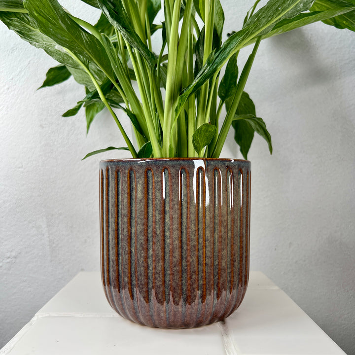 Rainy Pot