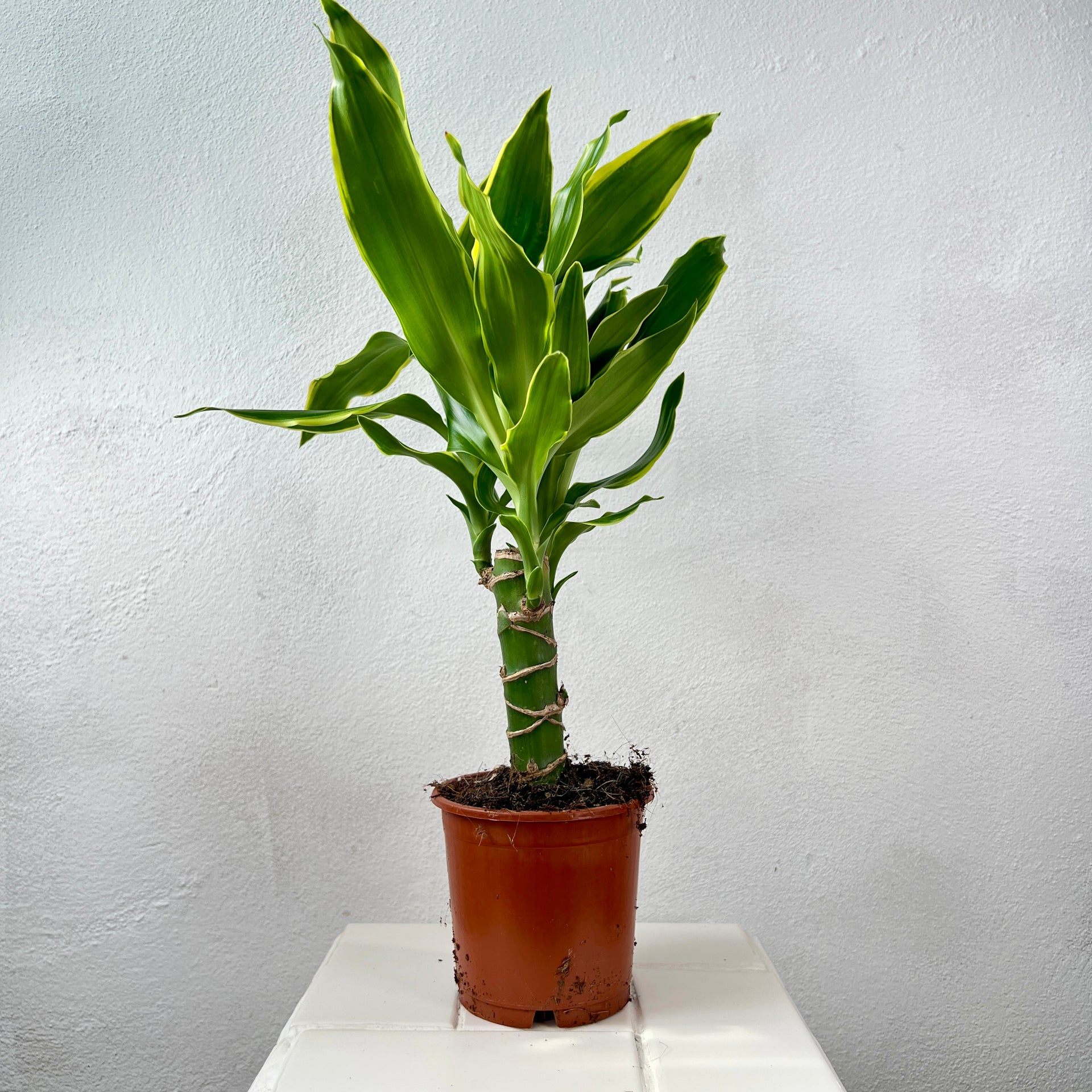 dracaena golden coast Dracaena 'Golden Coast' – Easy-Care Statement Houseplant UK – Plant Studio