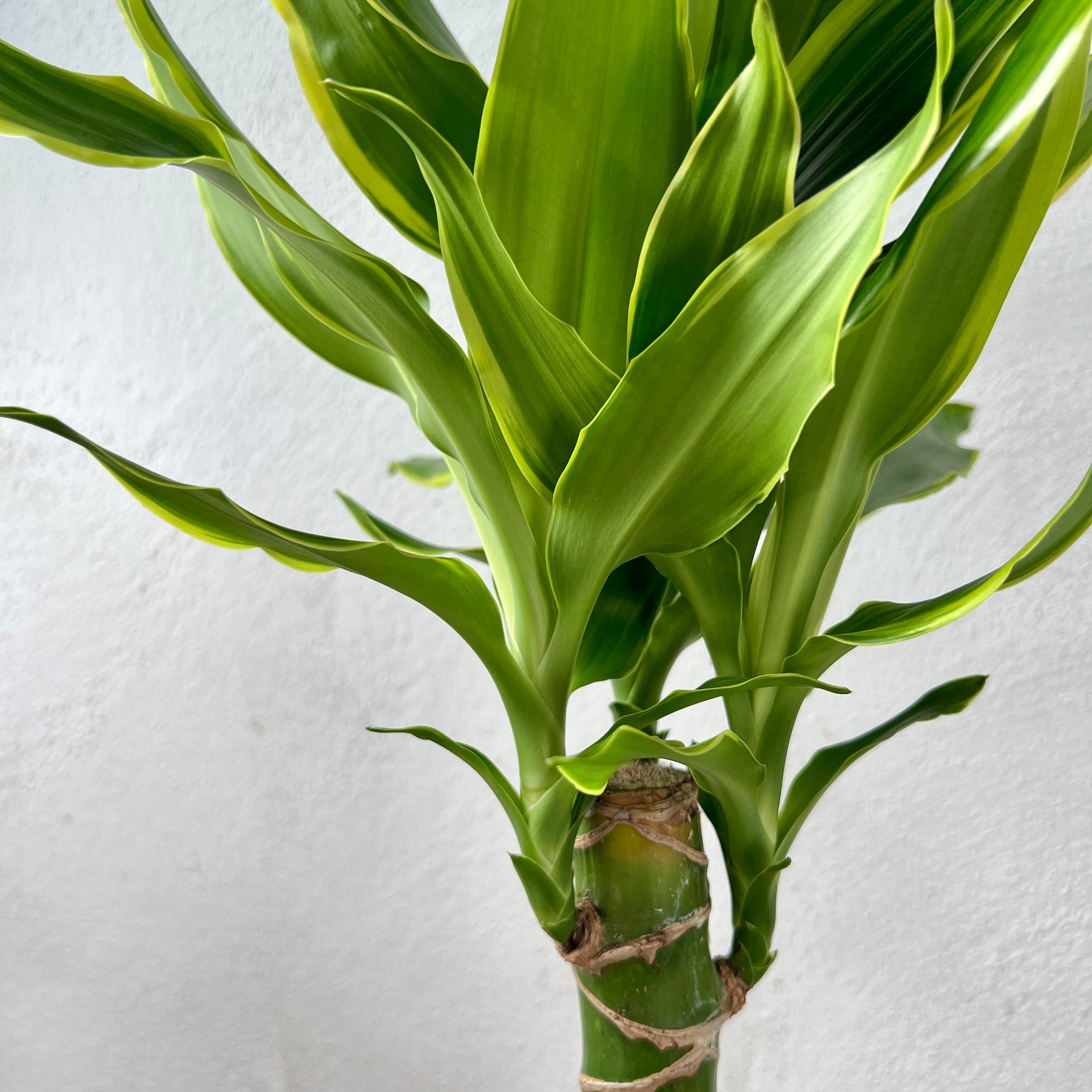 dracaena golden coast care Dracaena 'Golden Coast' – Easy-Care Statement Houseplant UK – Plant Studio