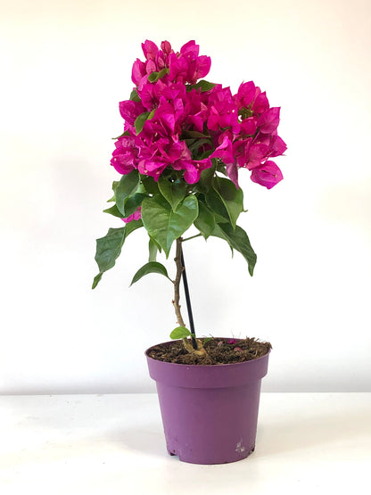 Bougainvillea spectabilis- Vera Deep Purple