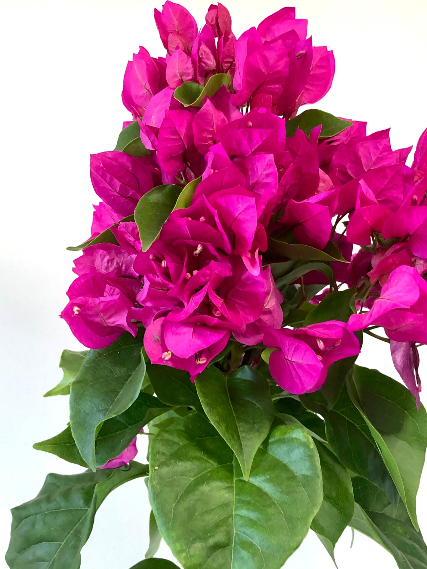 Bougainvillea spectabilis- Vera Deep Purple