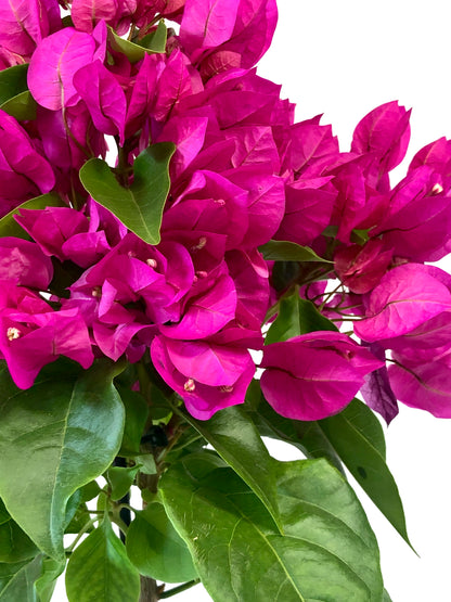 Bougainvillea spectabilis- Vera Deep Purple