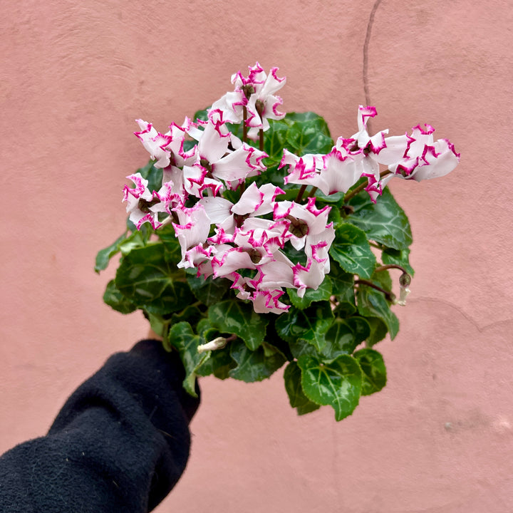 Cyclamen persicum ‘Pink Fleck’ – Florist’s Cyclamen