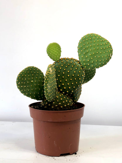 Opuntia Microdasys - Bunny Ear Cactus