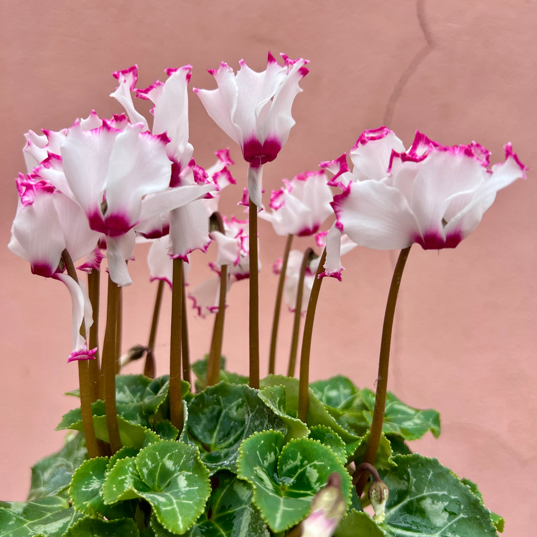 Cyclamen persicum ‘Pink Fleck’ – Florist’s Cyclamen