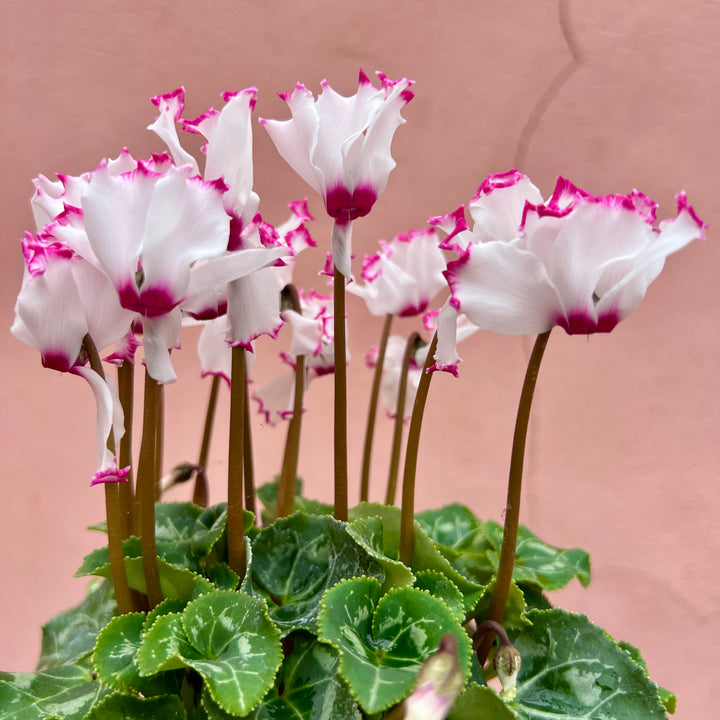 Cyclamen persicum ‘Pink Fleck’ – Florist’s Cyclamen