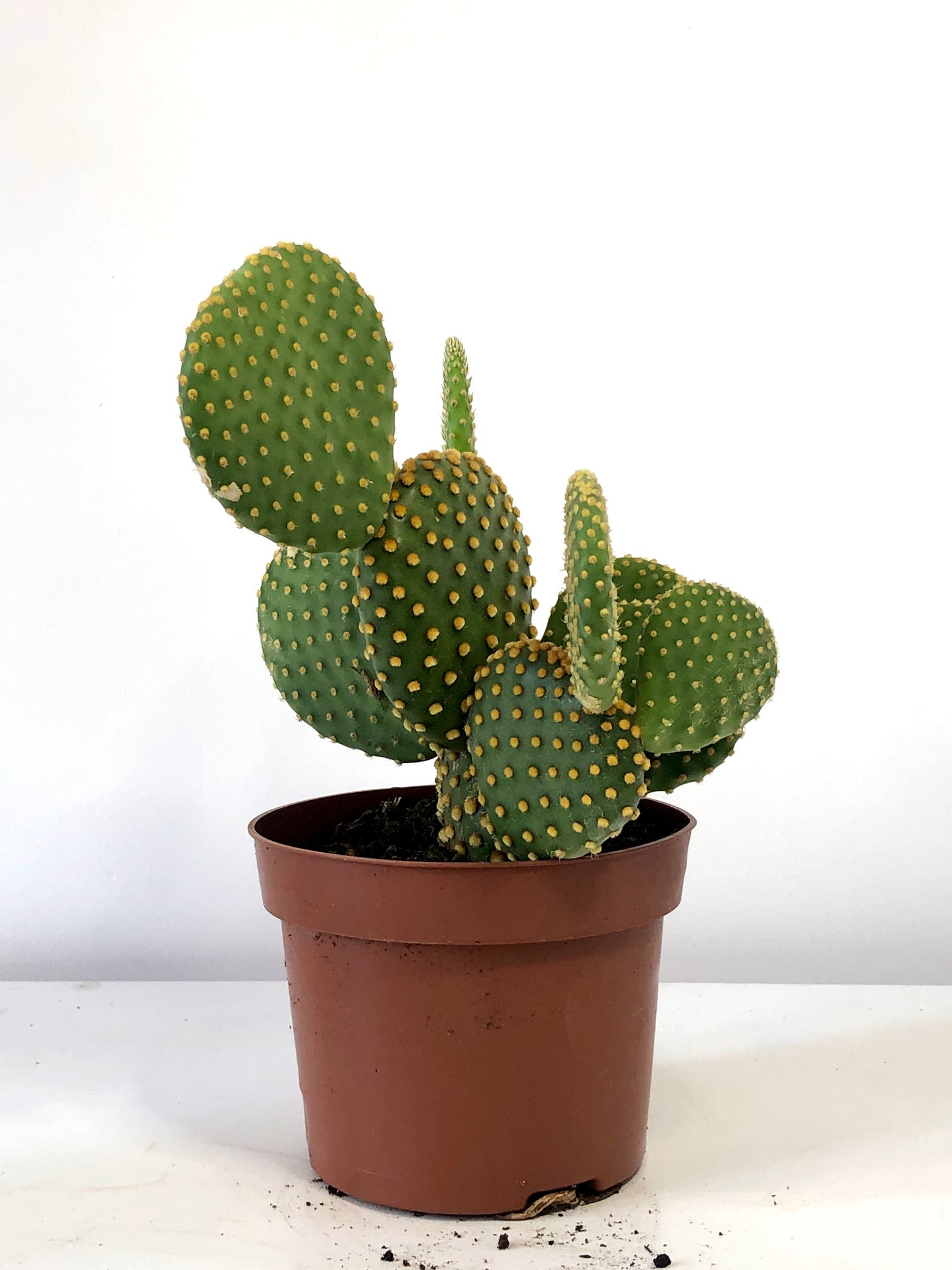 Opuntia Microdasys - Bunny Ear Cactus