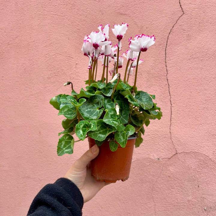 Cyclamen persicum ‘Pink Fleck’ – Florist’s Cyclamen