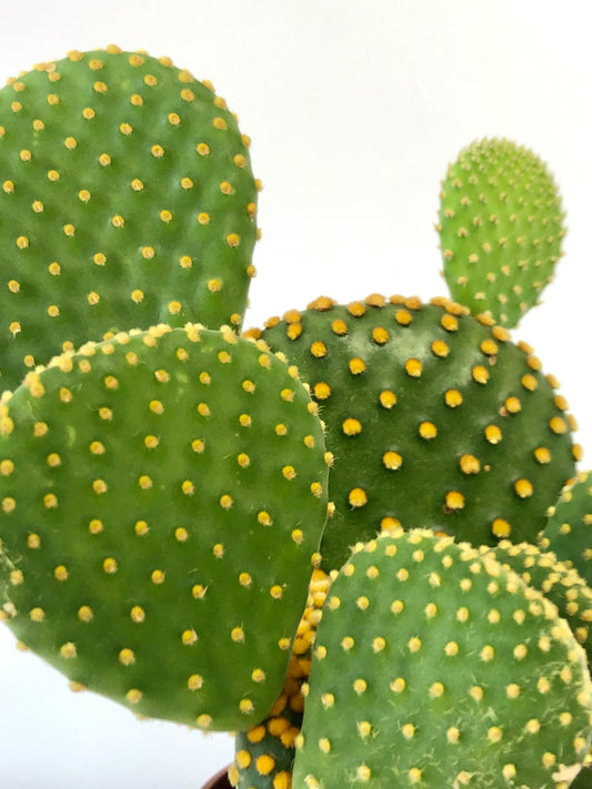 Opuntia Microdasys - Bunny Ear Cactus