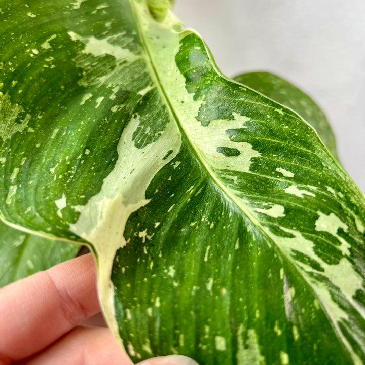 Philodendron jose buono variegata – Variegated Jose Buono