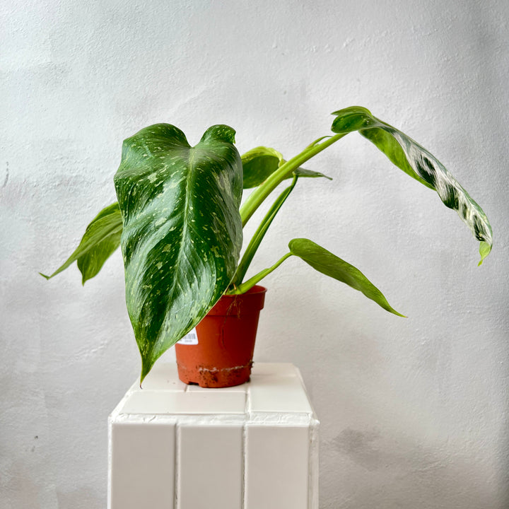 Philodendron jose buono variegata – Variegated Jose Buono