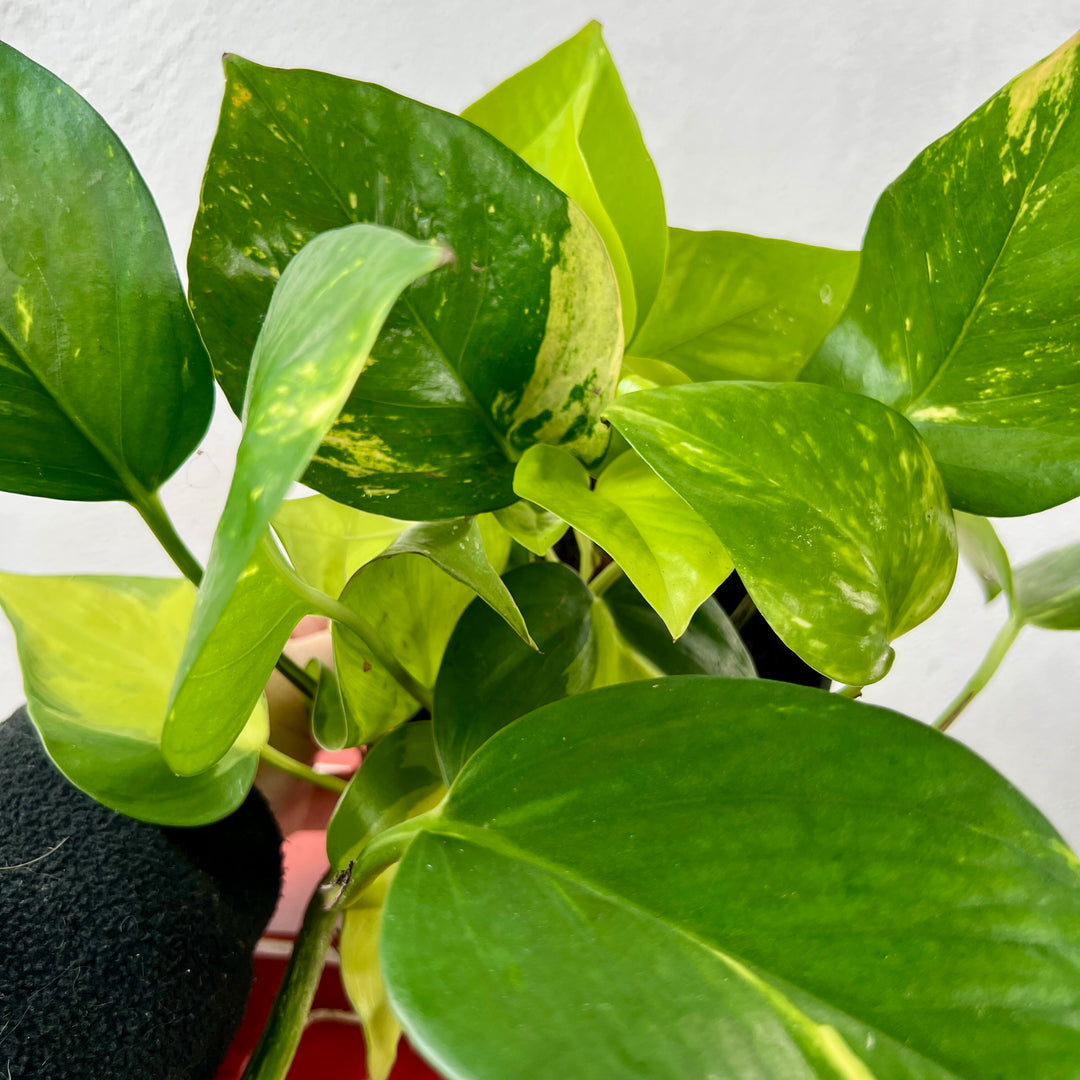 Epipremnum Mix Pot – Indoor Trailing Plant Trio