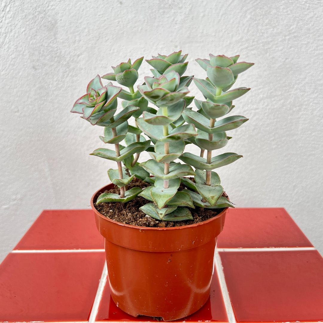 Crassula perfoliata var. falcata ‘Giant Form’ – Propeller Plant
