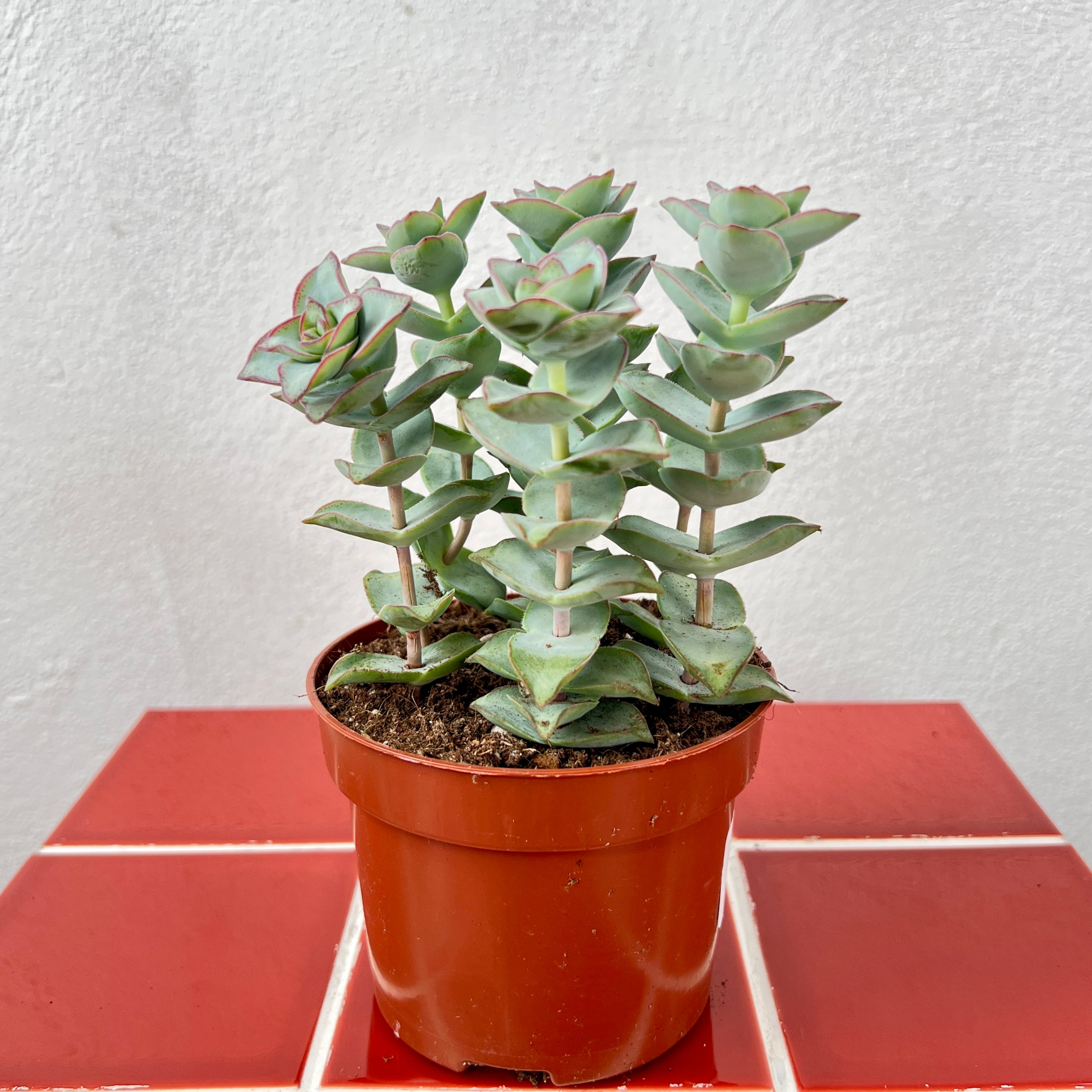 Houseplants