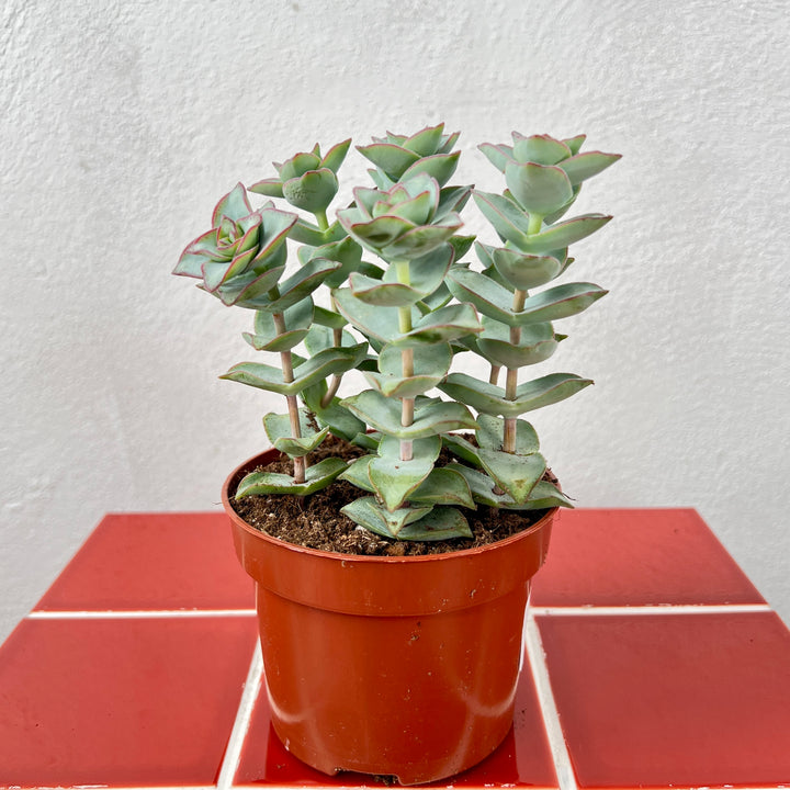 Crassula perfoliata var. falcata ‘Giant Form’ – Propeller Plant