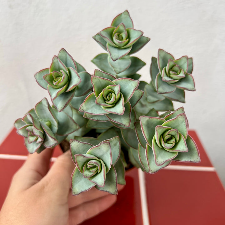 Crassula perfoliata var. falcata ‘Giant Form’ – Propeller Plant