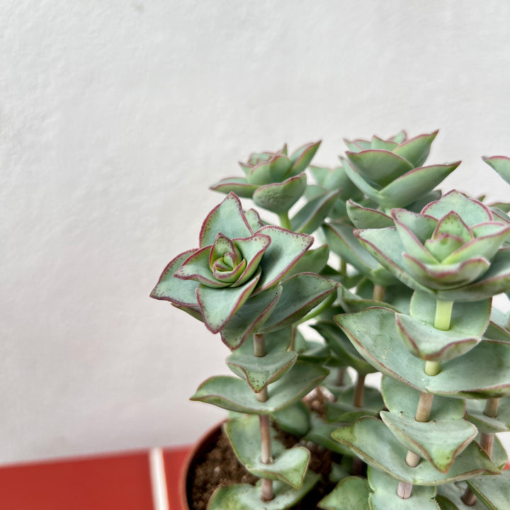 Crassula perfoliata var. falcata ‘Giant Form’ – Propeller Plant