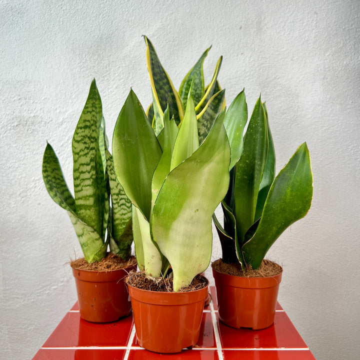 Sansevieria trifasciata – Lucky Dip Mix (Snake Plant)