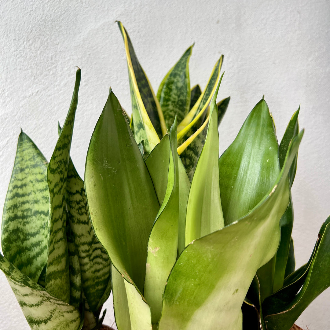 Sansevieria trifasciata – Lucky Dip Mix (Snake Plant)