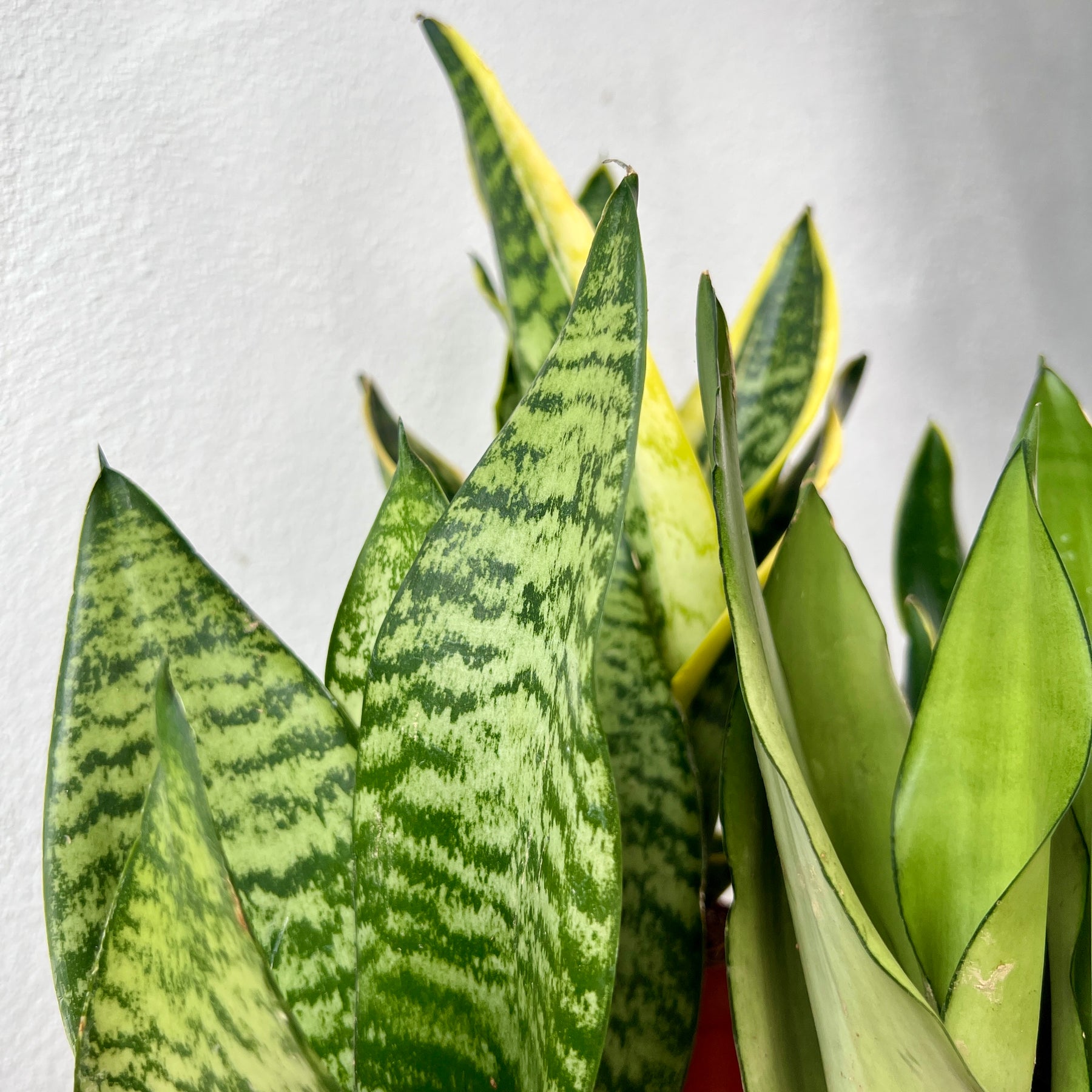 snake plant lucky Sansevieria trifasciata Lucky Dip Mix – Snake Plants