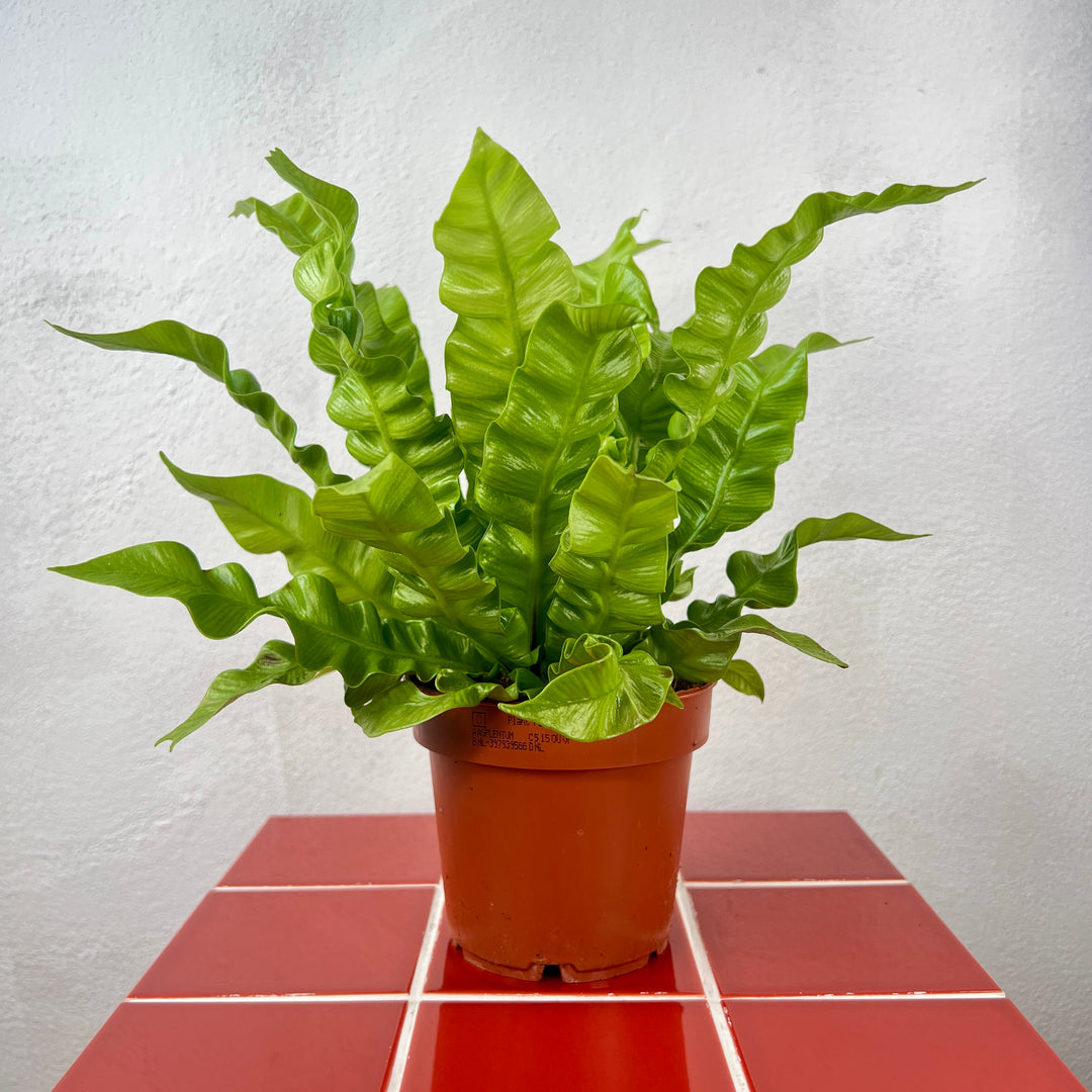 bird's nest fern crispy wave Asplenium nidus 'Crispy Wave' – Bird's Nest Fern