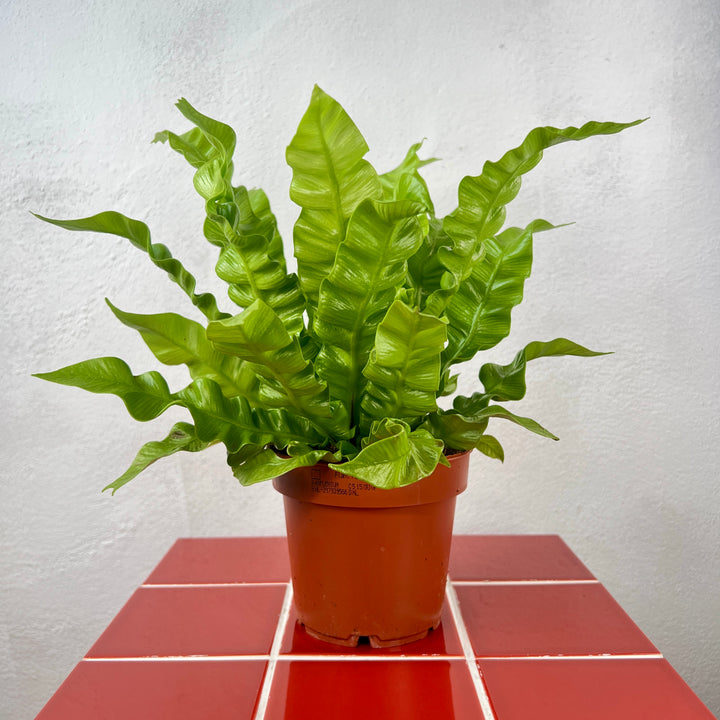 Asplenium Crispy Wave fern