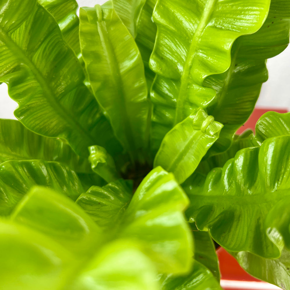 bird's nest fern crispy wave Asplenium nidus 'Crispy Wave' – Bird's Nest Fern