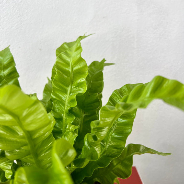 Asplenium Crispy Wave fern