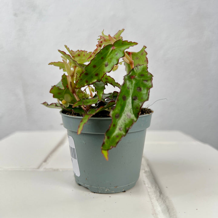 Begonia amphioxus