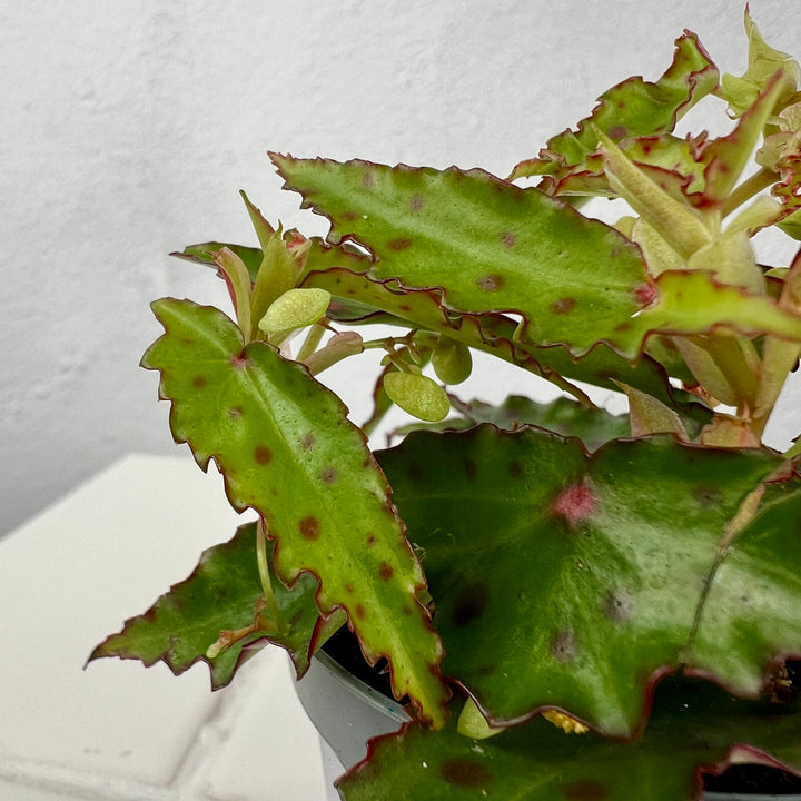 Begonia amphioxus