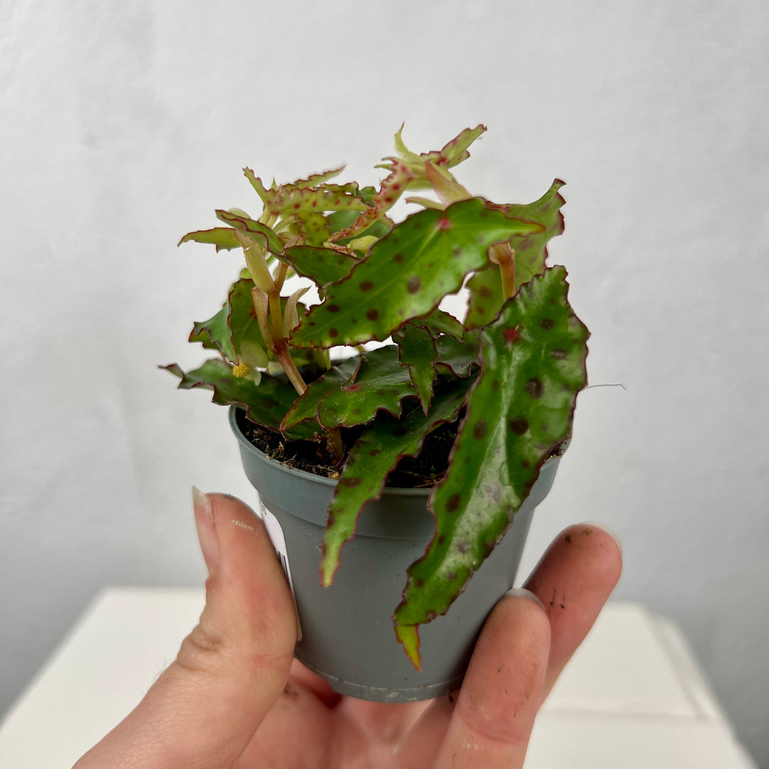 Begonia amphioxus
