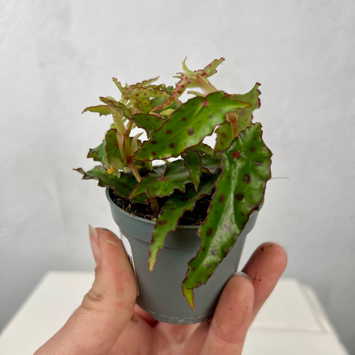 Begonia amphioxus