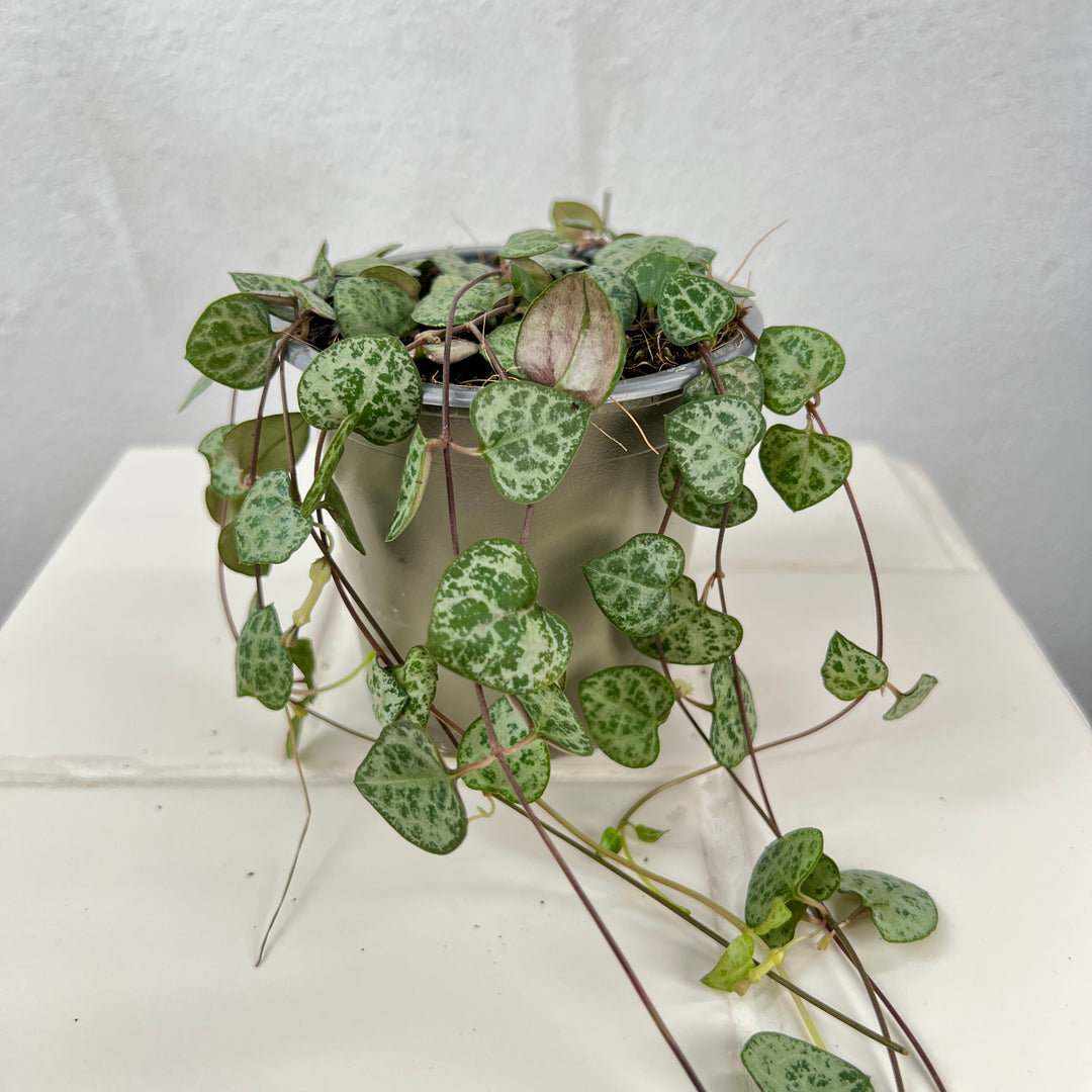 Ceropegia woodii - String of Hearts