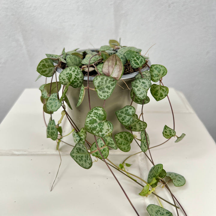 Ceropegia woodii - String of Hearts