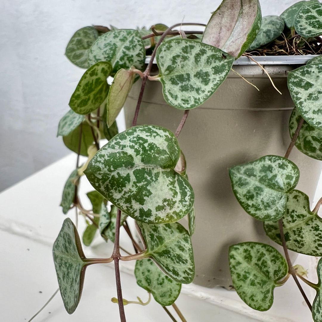Ceropegia woodii - String of Hearts