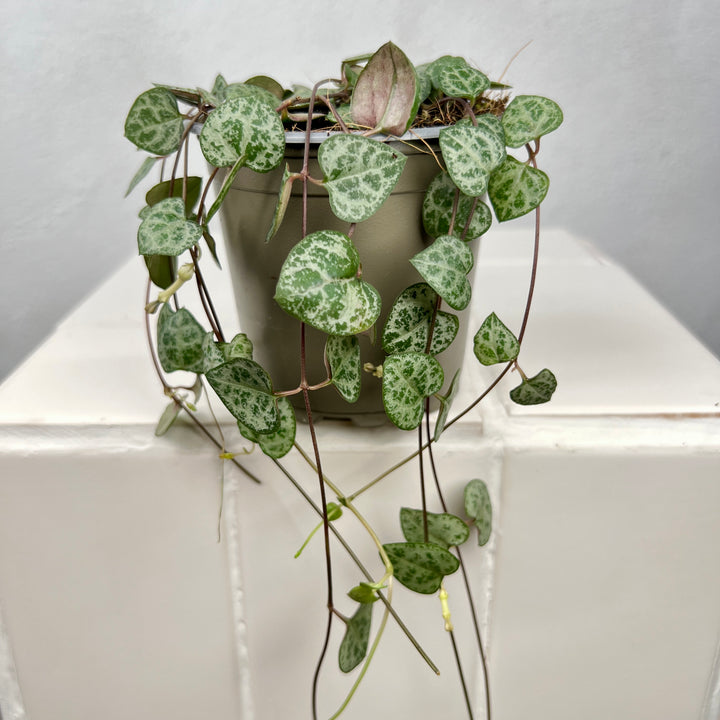Ceropegia woodii - String of Hearts