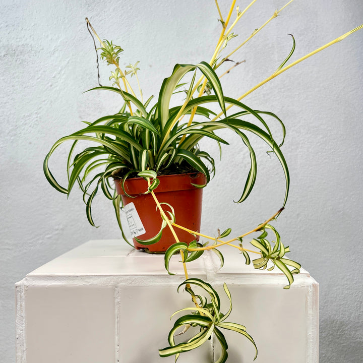 Chlorophytum comosum ‘Atlantic’ – Variegated Spider Plant