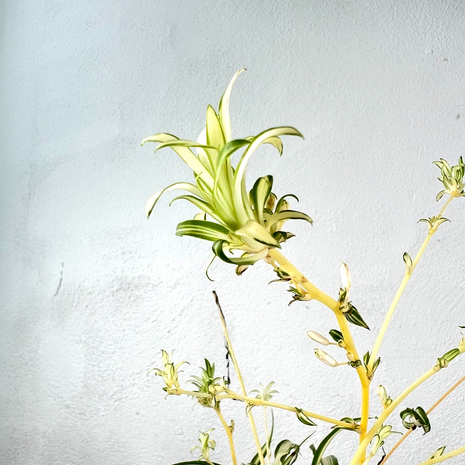 chlorophytum 'atlantic' Chlorophytum comosum 'Atlantic' – Variegated Spider Plant