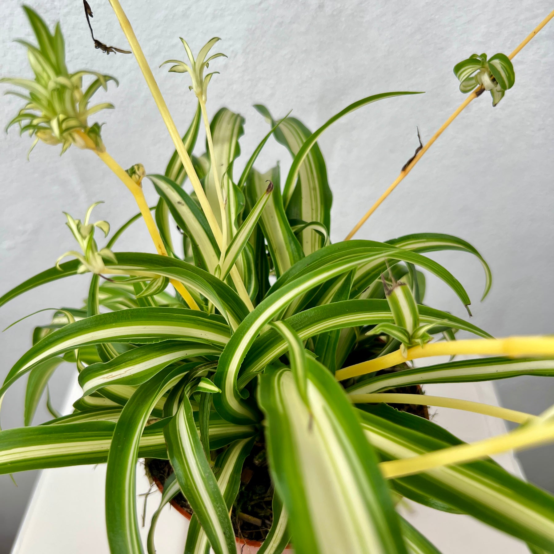 chlorophytum charlotte Chlorophytum comosum 'Atlantic' – Variegated Spider Plant