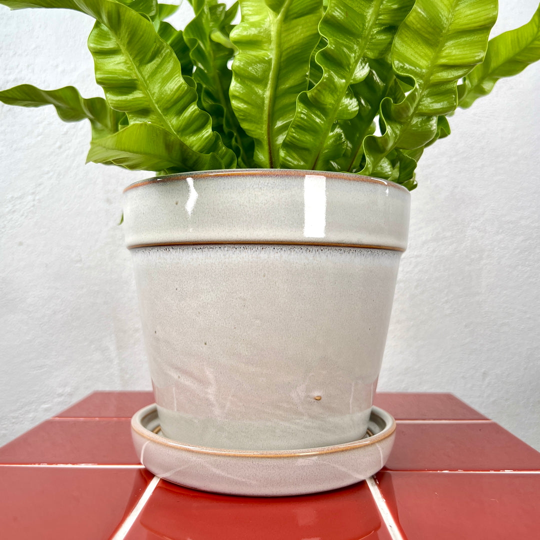 Clint With Saucer pot (comes in pink and white