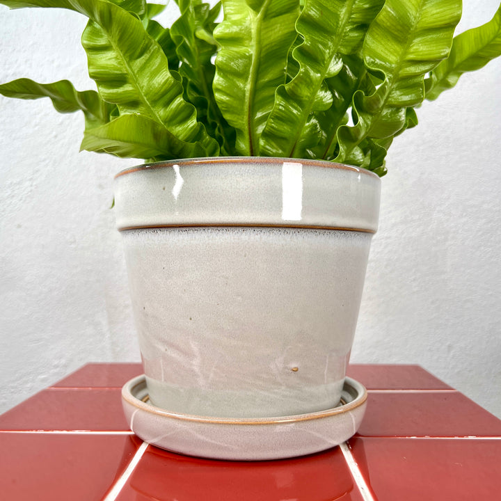 Clint With Saucer pot (comes in pink and white