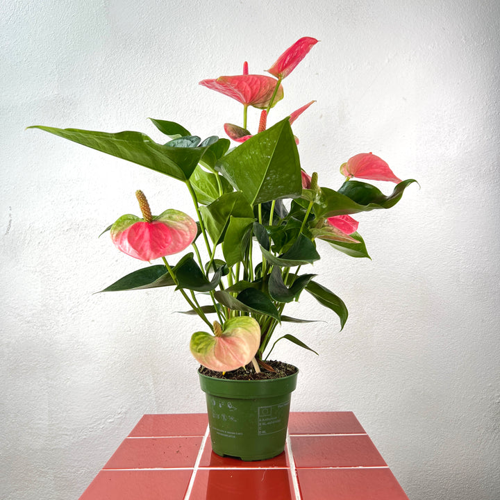Anthurium ‘Sweet Dream’ – Blush Pink Flamingo Flower