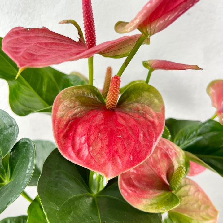 Anthurium ‘Sweet Dream’ – Blush Pink Flamingo Flower