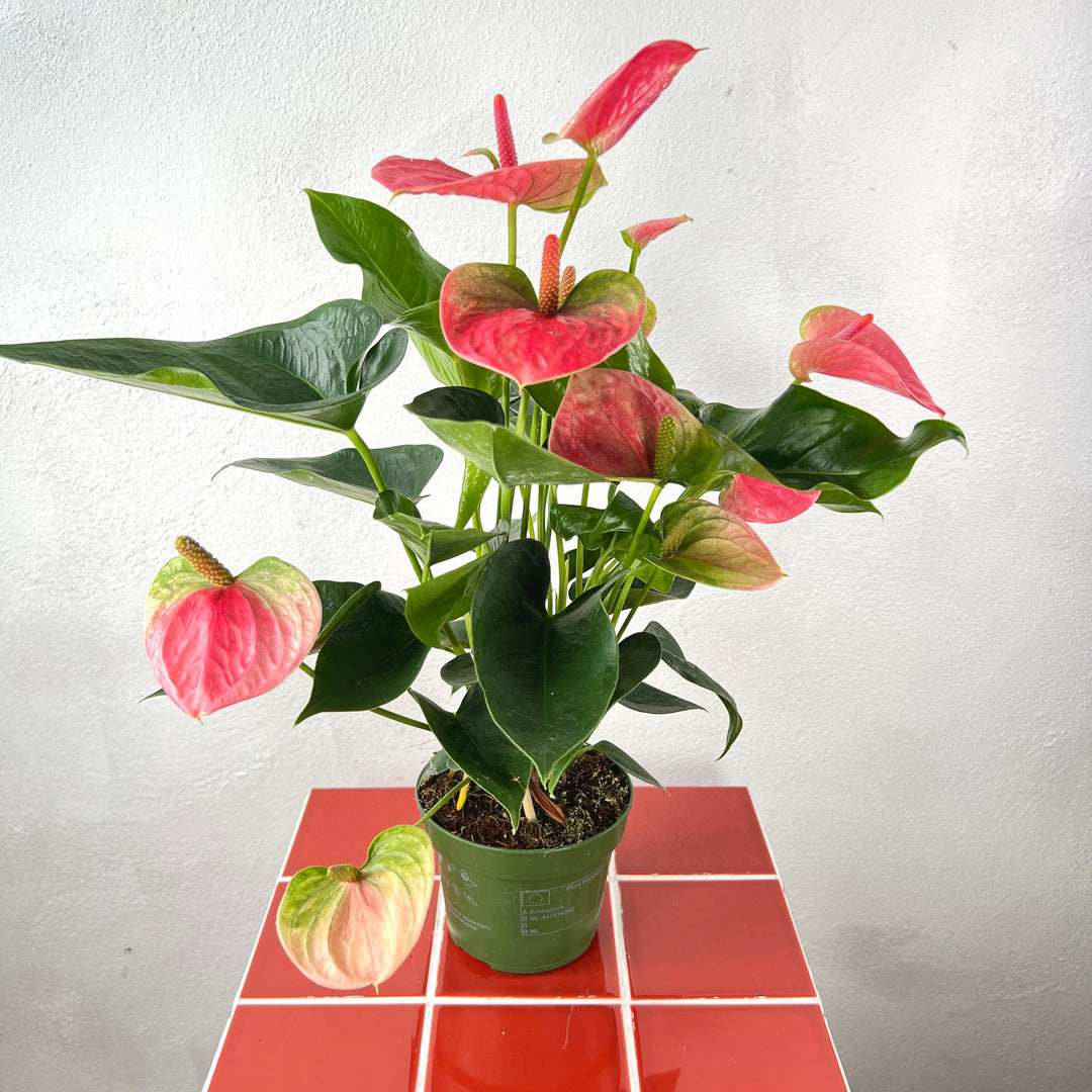 Anthurium ‘Sweet Dream’ – Blush Pink Flamingo Flower