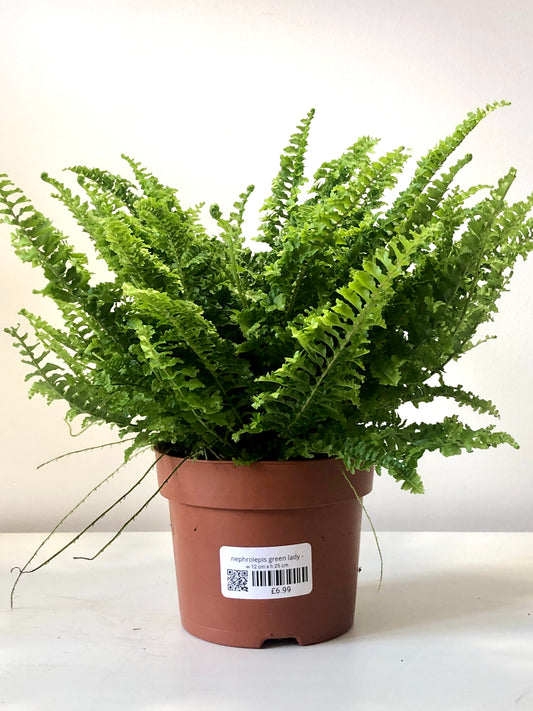 Nephrolepis- Boston Fern