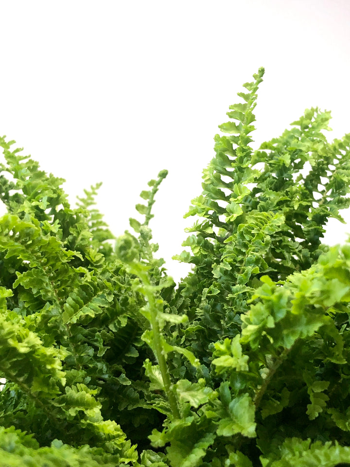 Nephrolepis- Boston Fern