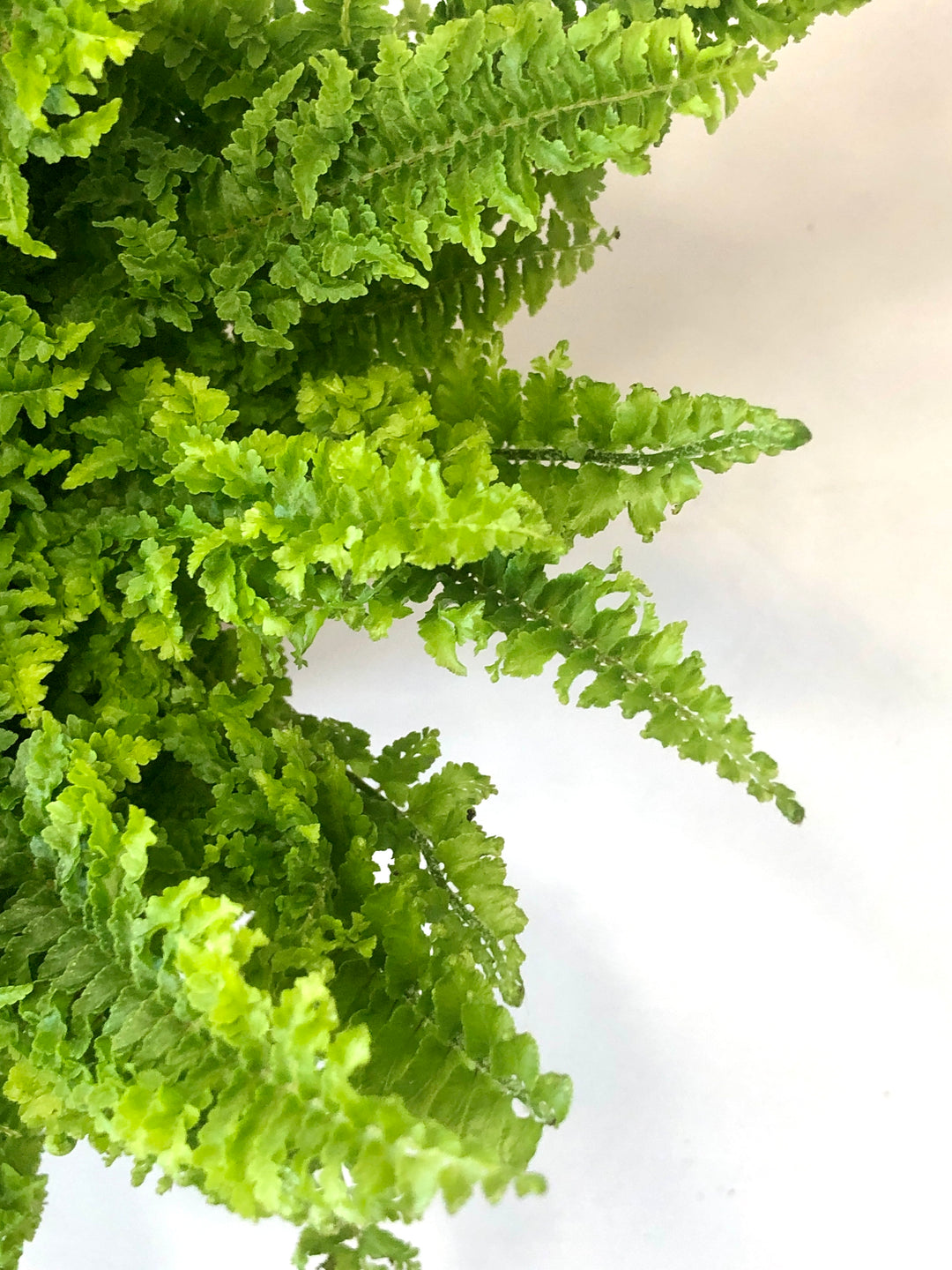 Nephrolepis- Boston Fern