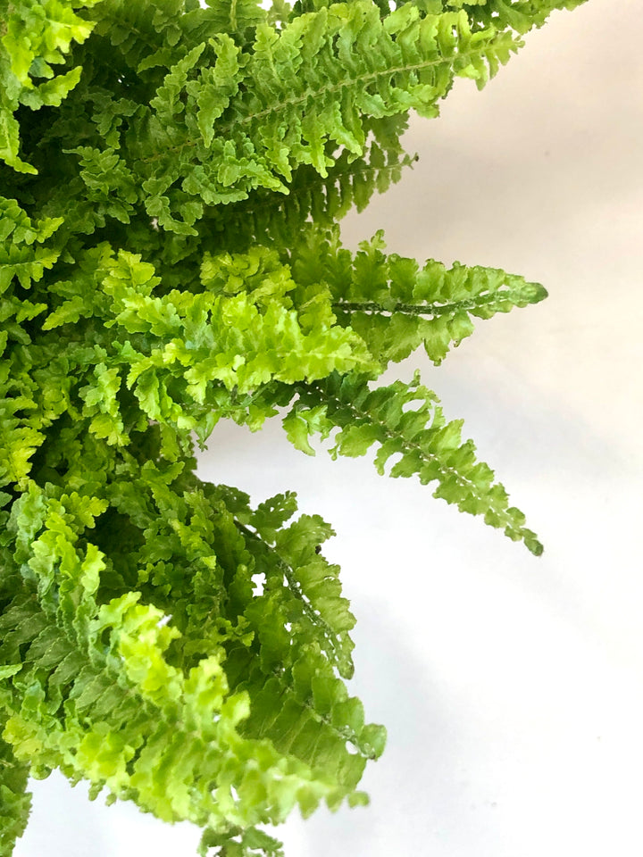 Nephrolepis- Boston Fern