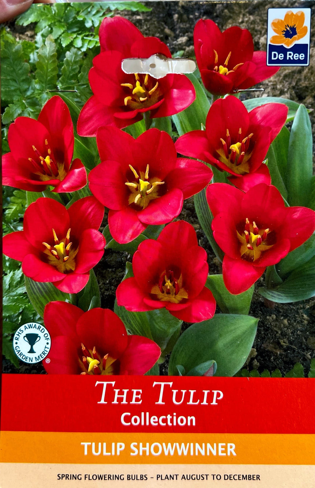 Spring Bulbs – Mix & Match | £3.99 each or 3 for £10