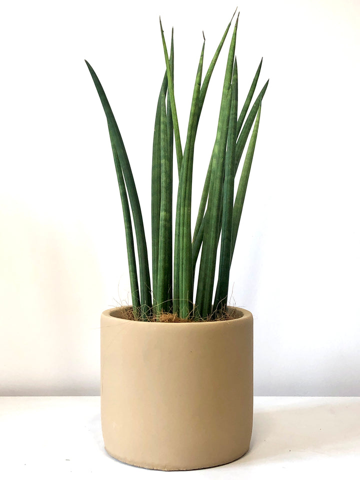 Sansevieria cylindrica – African Spear Plant